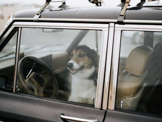 hund-im-auto Hund sitzend im Auto mit Blick nach draußen