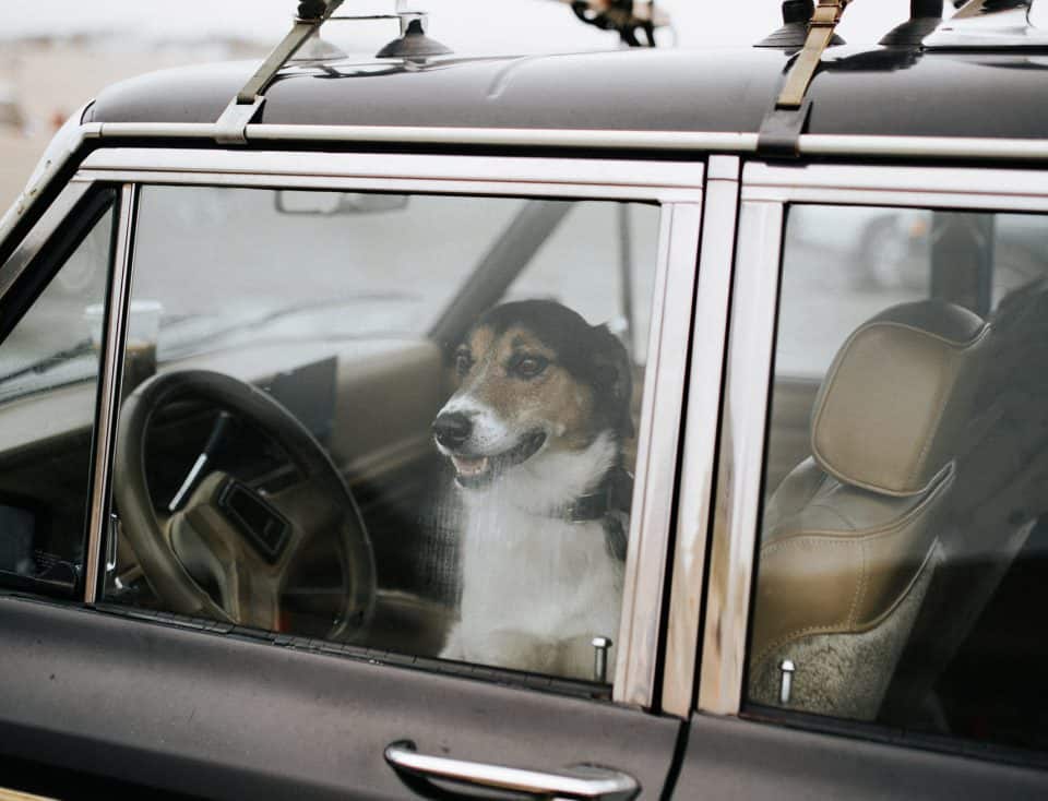Hund sitzend im Auto mit Blick nach draußen