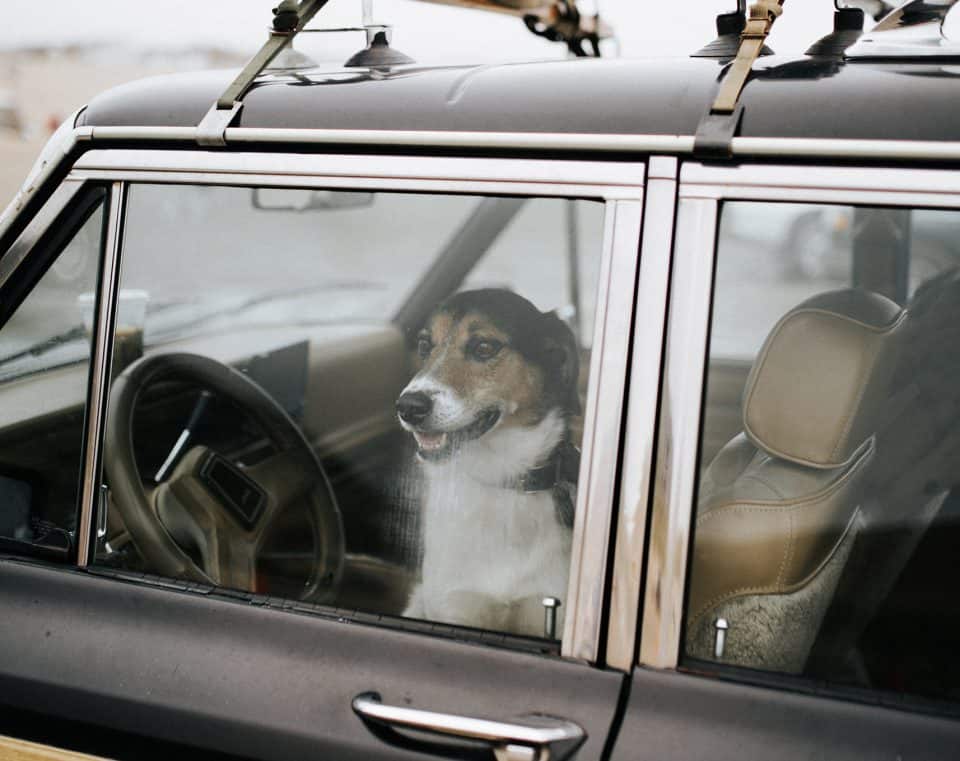 hund-im-auto Hund sitzend im Auto mit Blick nach draußen